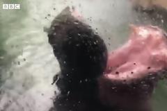 Φιόνα: Ο Ιπποπόταμος με το ιδιαίτερο χόμπι (Video)