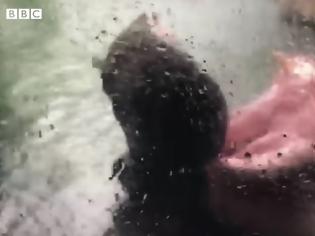 Φωτογραφία για Φιόνα: Ο Ιπποπόταμος με το ιδιαίτερο χόμπι (Video)