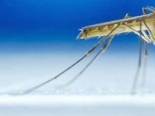 Φωτογραφία για Tips για να μην σε τσιμπήσει άλλο κουνούπι το φετινό καλοκαίρι
