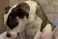 Η συγκινητική ιστορία ενός pitbull που γίνετε ήρεμο μετά από κακοποίηση (Video)