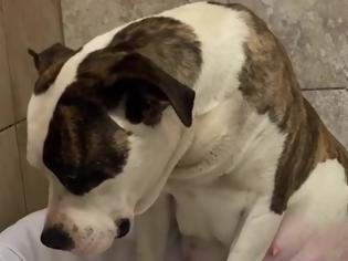 Φωτογραφία για Η συγκινητική ιστορία ενός pitbull που γίνετε ήρεμο μετά από κακοποίηση (Video)
