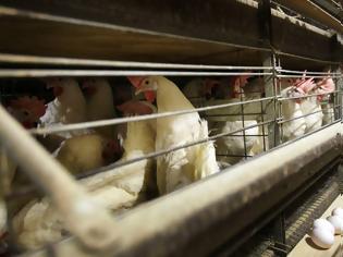 Φωτογραφία για Γρίπη των πτηνών - Κίνα: Πρώτο κρούσμα μόλυνσης ανθρώπου από σπάνιο στέλεχος