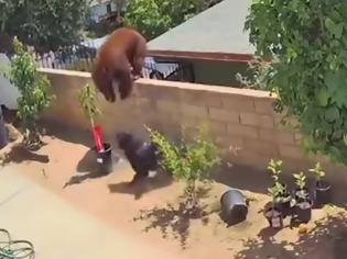 Φωτογραφία για Θαρραλέα γυναίκα ορμάει εναντίων μιας αρκούδας για να σώσει τα σκυλιά της (Video)