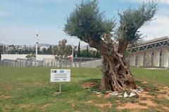 ΜΕΤΑΦΥΤΕΥΣΗ ΕΛΑΙΟΔΕΝΤΡΩΝ ΑΠΟ ΤΗΝ ΕΡΓΟΣΕ ΣΤΟ ΟΑΚΑ.