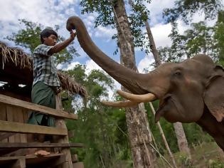 Φωτογραφία για Χωρικοί στη Μιανμάρ απελευθέρωσαν με ζητωκραυγές παγιδευμένους ελέφαντες από λάκκο