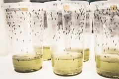Επιστήμονες χάκαραν με «θαυματουργό» βακτήριο κουνούπια για να αντιμετωπίσουν τον δάγκειο πυρετό