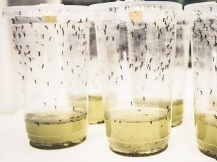 Φωτογραφία για Επιστήμονες χάκαραν με «θαυματουργό» βακτήριο κουνούπια για να αντιμετωπίσουν τον δάγκειο πυρετό