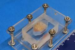 Δημιούργησαν ανθρώπινο ιστό με 3D εκτυπωτή-HUMAN TISSUE IN 3D