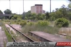Σέρρες: Άγρια χόρτα στις γραμμές του ΟΣΕ- “Θα μας φάνε τα φίδια”, λένε στην περιοχή