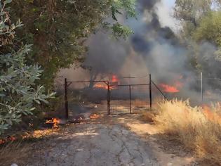 Φωτογραφία για Φωτιά στη Νέα Κηφισιά: Βγήκαν στις αυλές οι κάτοικοι για να σβήσουν τις φλόγες