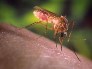 Φωτογραφία για Κουνούπια: Επτά λόγοι που τσιμπούν συγκεκριμένα άτομα