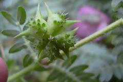 Τριβόλι και οι φωτογραφίες του για να το αναγνωρίζουμε
