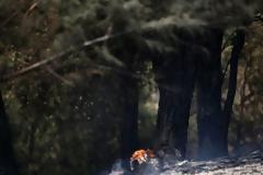 Θεσσαλονίκη: Σε ύφεση η πυρκαγιά στο Σέιχ Σου