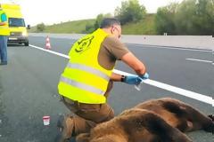 Κοζάνη: Τροχαίο με θύμα νεαρή αρκούδα στον κάθετο άξονα της Εγνατίας Οδού στο Καλονέρι