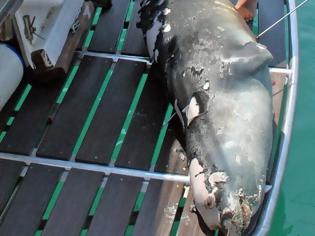 Φωτογραφία για Αλόννησος: Σκότωσαν με ψαροντούφεκο τον Κωστή, τη φώκια - σύμβολο του νησιού