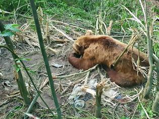 Φωτογραφία για Απελευθερώθηκε ο «Θεόφιλος», η αρκούδα που είχε πιαστεί σε παράνομη παγίδα