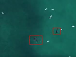 Φωτογραφία για Φωτογράφος έσωσε δύτη από επίθεση καρχαρία χρησιμοποιώντας drone (video)