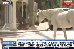 Βαρυμπόμπη: Άλογα έτρεχαν πανικόβλητα μέσα στην πλατεία - Συγκλονιστικές εικόνες (Video)