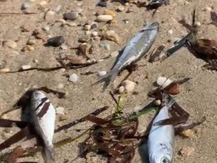 Φωτογραφία για Θεσσαλονίκη: Νεκρά ψάρια «ξεβράζει» η θάλασσα σε παραλία στη Χαλκιδική