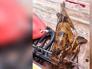 Φωτογραφία για Φιλιππίνες: Τραγικό τέλος για 31χρονο ψαροτουφεκά που «παγιδεύτηκε» από μεγάλο ψάρι