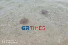 Χαλκιδική: Κοπάδι από μέδουσες σε παραλία στην Ολυμπιάδα