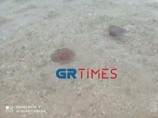 Φωτογραφία για Χαλκιδική: Κοπάδι από μέδουσες σε παραλία στην Ολυμπιάδα