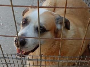 Φωτογραφία για Κραυγή αγωνίας από τους φιλόζωους στα Χανιά – Κλείνει το καταφύγιο ζώων, αβεβαιότητα για το μέλλον δεκάδων σκύλων
