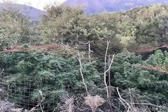 Ρέθυμνο: Χασισοφυτεία με γιγαντιαία δενδρύλλια πέντε μέτρων στον Μυλοπόταμο
