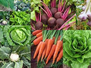 Φωτογραφία για 9 Εύκολης καλλιέργειας Λαχανικά για λαχανόκηπο ή γλάστρες