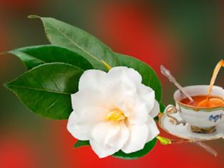 Φωτογραφία για Μια πρώτη γνωριμία με ένα σπουδαίο βότανο – το Camellia sinensis