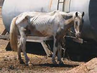 Φωτογραφία για Πρωτοφανής κακοποίηση αλόγων στον Ασπρόπυργο - Στο εδώλιο οι ιδιοκτήτες μονάδας ιπποειδών