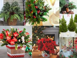 Φωτογραφία για Τα πιο δημοφιλή χριστουγεννιάτικα φυτά για γιορτινή διακόσμηση