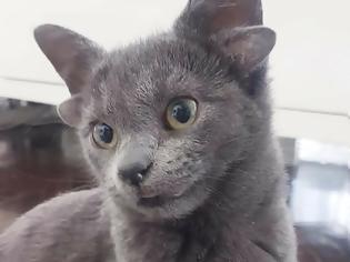 Φωτογραφία για Μίδας: η γάτα από την Τουρκία με τα τέσσερα αυτιά