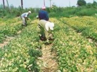 Φωτογραφία για Δάνεια με καπέλο για τους αγρότες