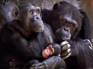 Φωτογραφία για Χιμπατζήδες επιτέθηκαν και τραυμάτισαν σοβαρά έναν Αμερικανό ζωολόγο