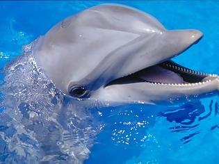 Φωτογραφία για Εντυπωσιακή η ευφυΐα των δελφινιών