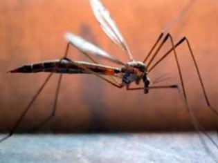 Φωτογραφία για Η ελονοσία εμφανίζεται στην Ελλάδα μετά από 40 χρόνια