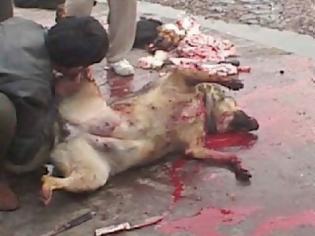 Φωτογραφία για Κι άλλο περιστατικό σφαγής σκύλου από Πακιστανούς!!! (Και που να αρχίσουν οι μαύροι να τρώνε ανθρώπους...)