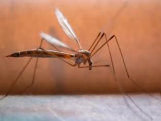 Φωτογραφία για Κυρίαρχα τα κουνούπια στα παράλια της Λάρισας, αναγνώστης προειδοποιεί