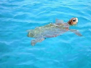 Φωτογραφία για Αναγνώστης δηλώνει πως υπάρχουν Νεκρές θαλάσσιες χελώνες στη Κυλλήνη του νομού Ηλείας
