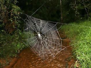 Φωτογραφία για Δείτε:Ο μεγαλύτερος ιστός αράχνης στον πλανήτη!