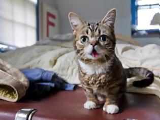 Φωτογραφία για Το γατάκι νάνος που τρελαίνει το Internet (Photos & Video)