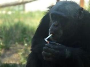 Φωτογραφία για VIDEO: Χιμπατζής το'ριξε στις μπύρες και στο κάπνισμα !