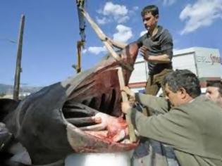 Φωτογραφία για Ψάρεψαν καρχαρία 6 μέτρων στην Εύβοια [ΒΙΝΤΕΟ]