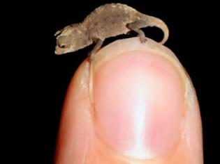 Φωτογραφία για Το μικρότερο ερπετό του κόσμου ανακαλύφθηκε στη Μαδαγασκάρη!