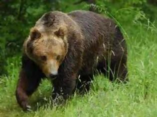 Φωτογραφία για ΑΠΟΚΛΕΙΣΤΙΚΟ:Αρκούδα στην Καστοριά
