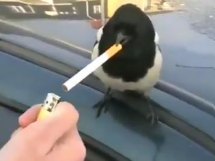 Φωτογραφία για Καρακάξα με τσιγάρο στο στόμα! [Video]
