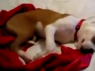 Φωτογραφία για Σκύλος ονειρεύεται και ξεκαρδίζεται στα γέλια! [Video]