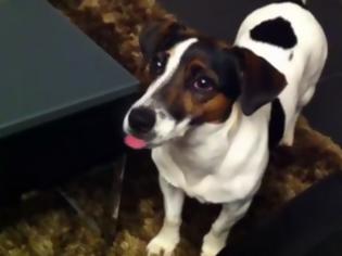 Φωτογραφία για Σκύλος βγάζει τη γλώσσα του κάθε φορά που ακούει ένα συγκεκριμένο ήχο... [Video]