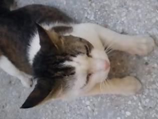 Φωτογραφία για Βρέθηκε γατάκι στη Λάρισα